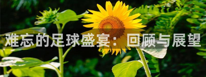 难忘的足球盛宴：回顾与展望